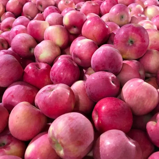 Campione gratuito di mela fresca rossa FUJI origine cinese, nutrizione ricca di alta qualità, buon prezzo